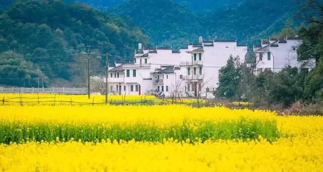 “最美乡村”的称号的婺源花开得美爆了！