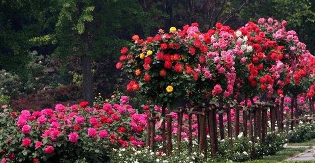  『种植』我国最美“花树”，一株开三色，见土就活，院子种一棵，满园春色