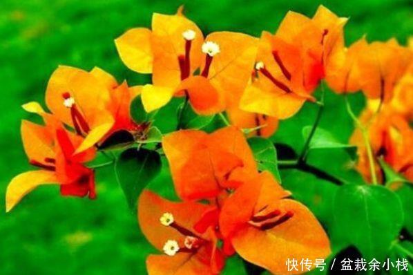 『柠檬黄』喜欢三角梅,就养盆“开花机器”绿叶柠檬黄,花开金灿灿好养活