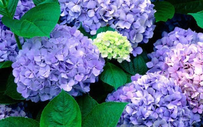 #花盆#花朵硕大的八仙花怎么养?“4个要点”掌握好,轻松养出好