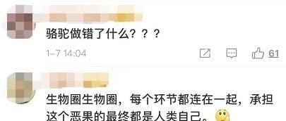  [坐不住]澳大利亚5天内将射杀1万只骆驼! 原因让网友坐不住了!