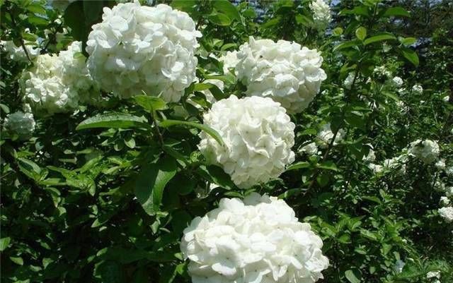  『养花常识』丝梗扭柄花，生长于林下，海拔800-2000米。
