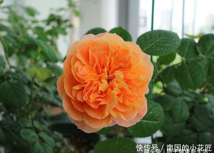  [长寿花]这几款小花养在家里，开花硕大香味浓，花姿优美，为花中异色，美