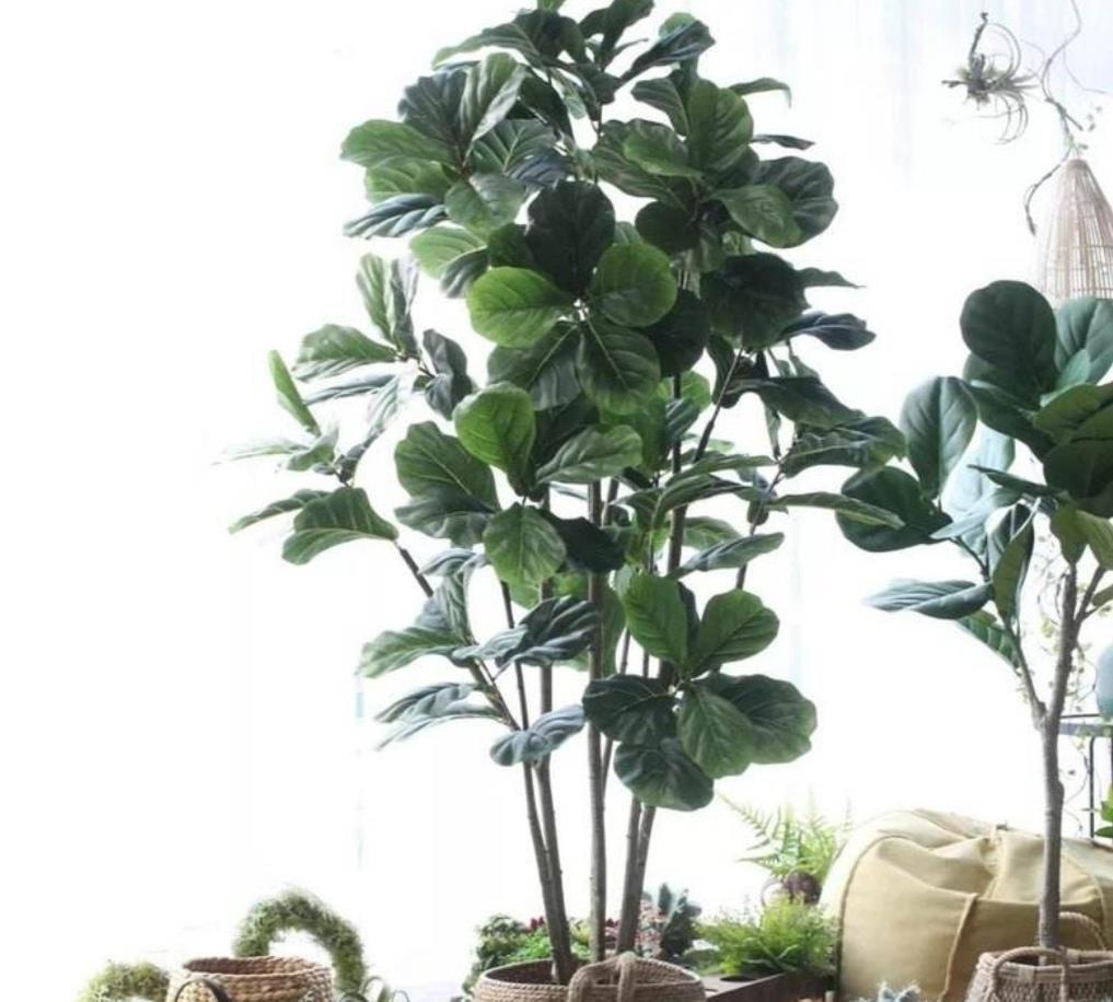 「大叶绿萝」客厅养4种“大叶植物”,清新自然,美观大方,还能改善空气质量