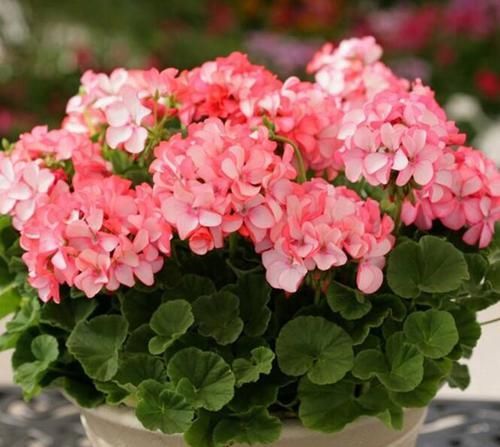  『时间长的花』盆栽花卉易凋谢？选这3种花，花期长、开花量大，易养护
