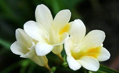  「玫瑰」喜欢玫瑰，不如养盆“菊中珍品”盘龙飞天，似祥龙翱翔，高贵威武