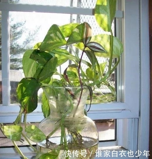 水培|水培的植物应该如何施肥,有什么需要注意的地方?