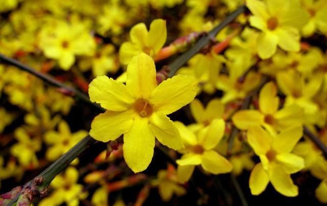  「迎春花」迎春花盆景“根部”养护最重要，能不能养出观赏感，就靠它！