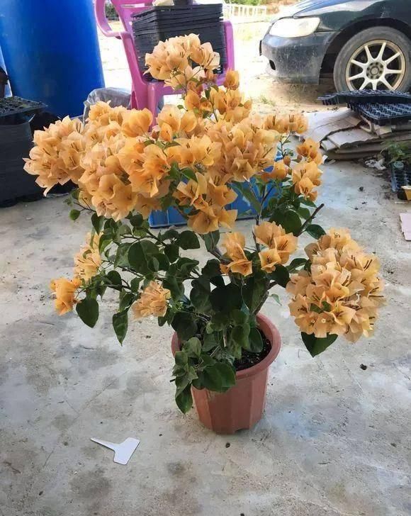 「暗斑夕阳红」这13种三角梅被称“开花机器”小苗就不断开花,适合阳台盆栽
