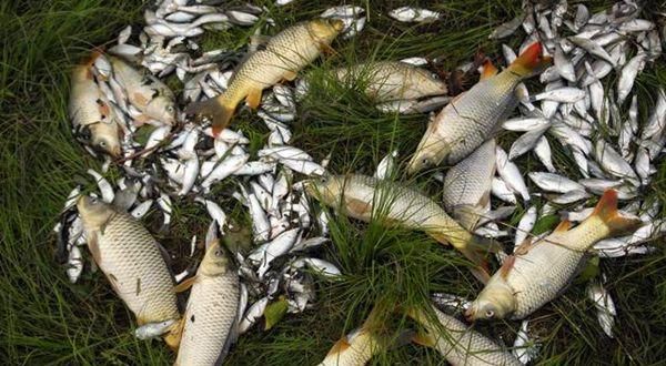  [鱼钩对浮漂]调漂技巧：神奇的无钩调漂方法，不需要考虑饵重