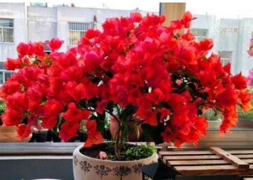  「肥得」花盆里撒1把“它”，土壤肥得流油，叶片花朵蹭蹭长，养啥花都旺