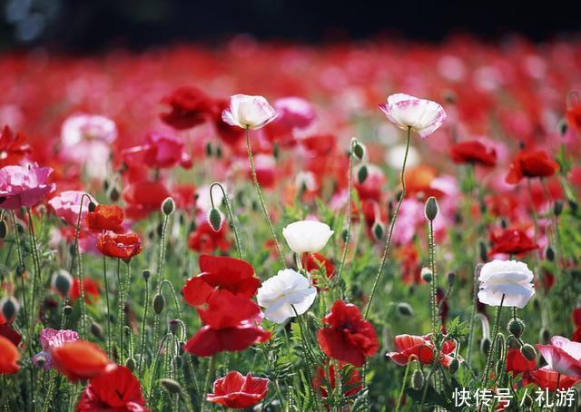  「唯一」我国唯一能合法种植罂粟的地方，武警真枪实弹，24小时