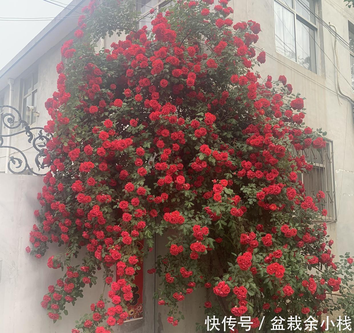  省钱|大哥图省钱，给蔷薇浇“金汁”，如今长到2层楼高，花开上万朵