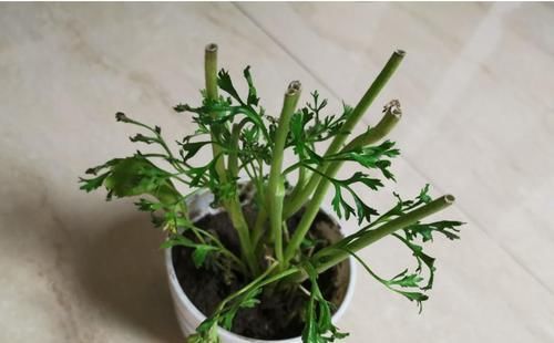  毛茛■花毛茛倒伏？注意这些点，重新直溜溜长！