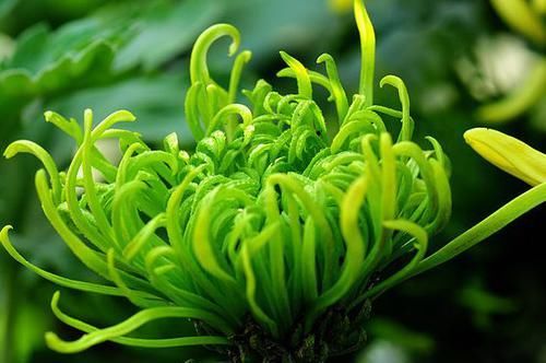  【月光】喜欢菊花，就养盆“菊中珍品”太平之月光，似幽泉抱月，冷香素韵
