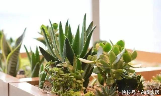  盆栽|自己养的花不要再乱送了，这3款养人又招财，盆栽忒讨人青睐