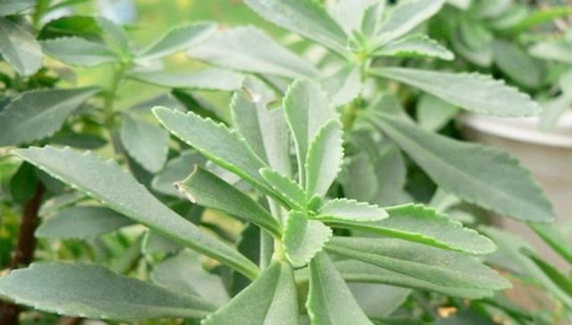  种植|这种野菜农村随处可见，种植一次可连收20年，亩产收入可过