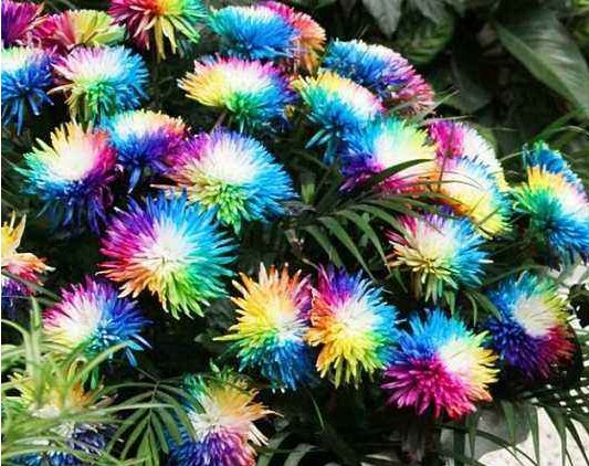 流光■喜欢菊花,不如养盆“稀世名菊”彩虹菊,似流光彩霞,回光返照