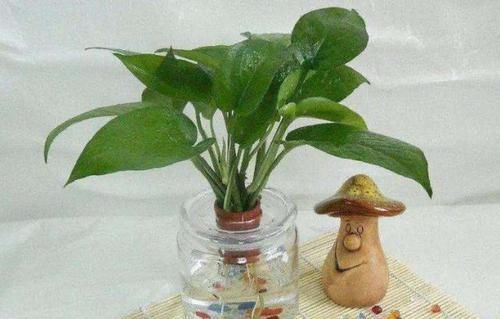 「虎皮兰」天热养这4种花,1招学会正确'浇水',远离烂根,叶子油绿挺直