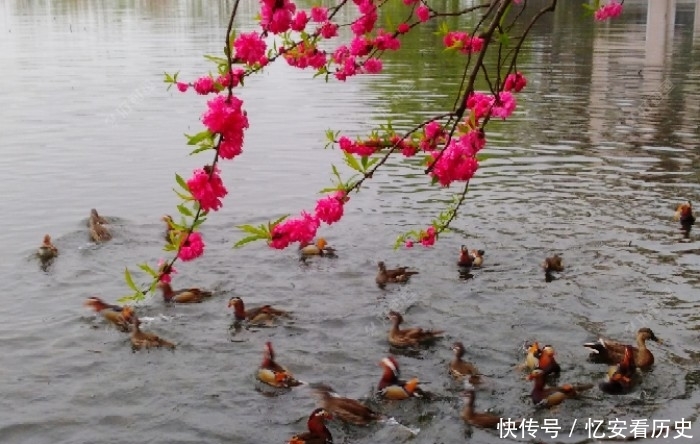 『诱鱼』有效钓鲫鱼的3个办法,做窝补窝和调钓,和应对技巧