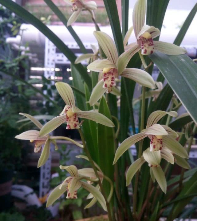  [新手]此兰花最适合新手养，花色美丽好养活，花开能“香飘满屋”，还很便宜！