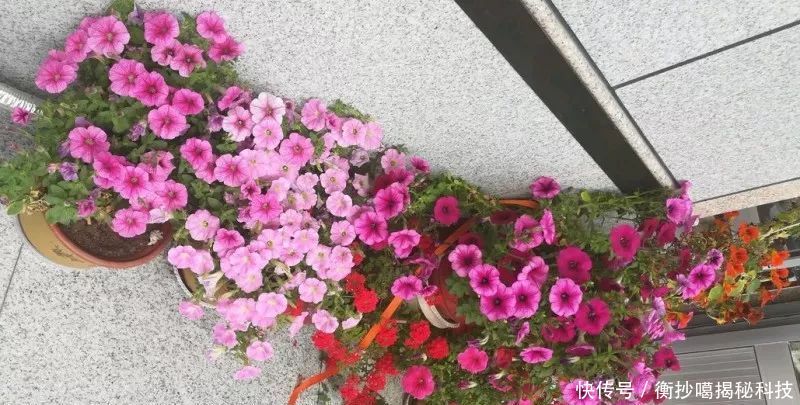 小妙■养花小妙招,花开爆满盆