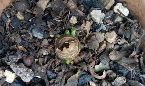 绿萝■黄叶快死的五种花卉,狠狠给它剪秃了,过几天呼呼长出一大堆