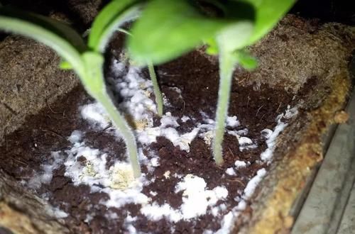  『盆土』盆土上长满白色的霉菌是咋回事？要怎么处理才能让植物健康生长
