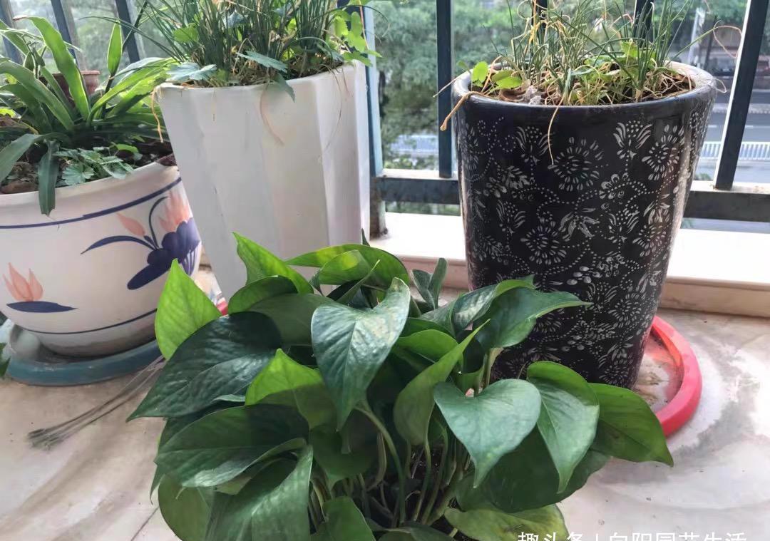 摆在:绿萝冻伤了,摆在这个地方,冬天也能长新芽,一个月长50公分