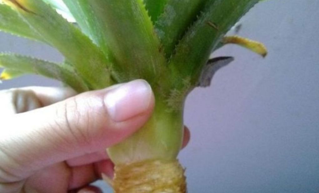  「叶子的菠萝」吃完的菠萝头不要扔,教你种出好看的菠萝盆栽,还能长菠萝