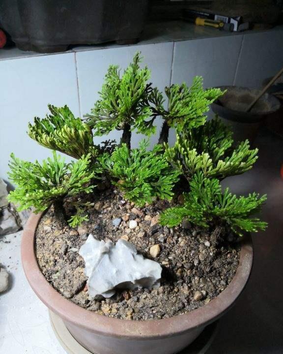  「植物」这花号称“死不了”，干透浇点水，叶子绿油油