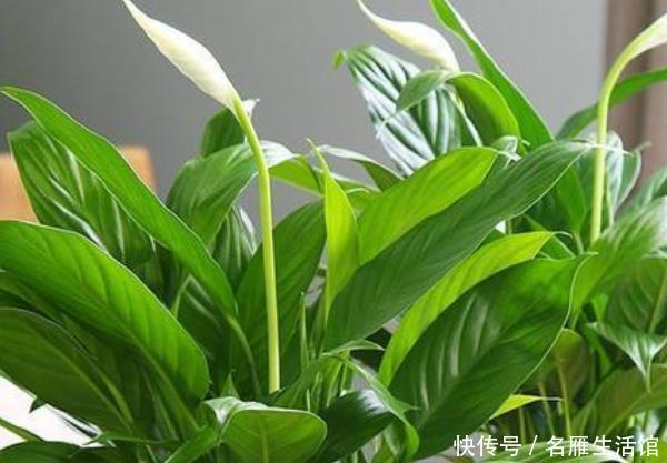 寓意:这些花养家里,寓意“吉祥”,尤其最后一种,越养越“有钱”!