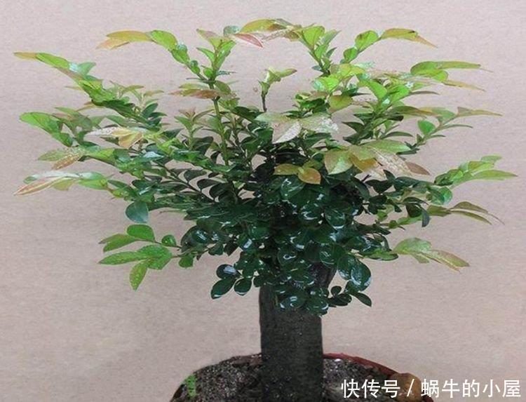  [家里]4种花养在家里，鲜艳明亮，丰富多彩，花型奇特美翻了