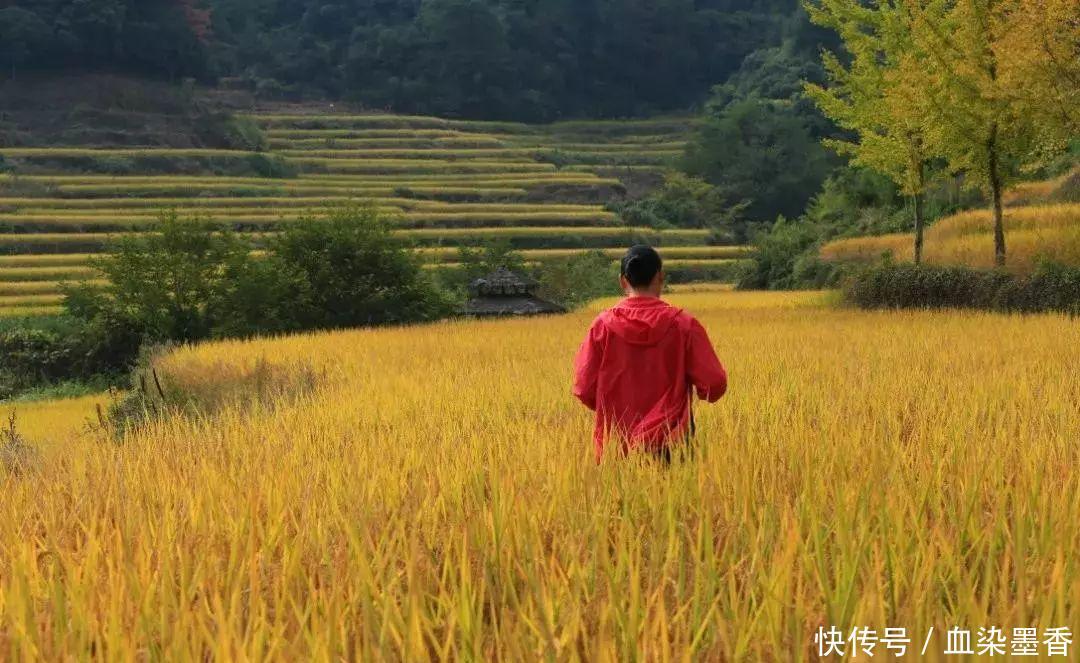 徽州秋景美不胜收 灵山稻黄更让人沉醉