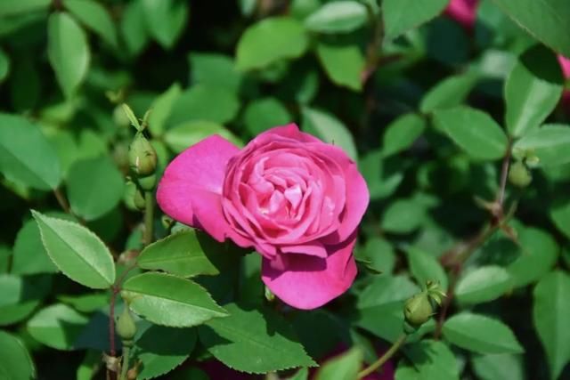  麻叶绣线：春花含情付春光，蔷薇园里漫芬芳