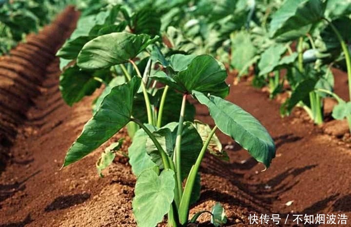 农民在地里种它，年赚二十万