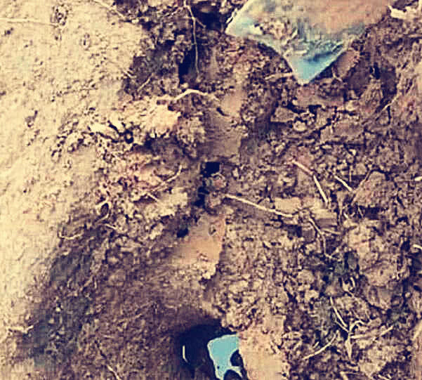 锄地时不想捣出一个洞，再一锄子下去，看到这货后农民激动难耐