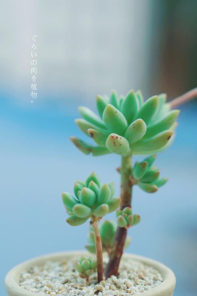  #解决#多肉植物变成“瘦子”，八成是3个原因导致，解决方法不难