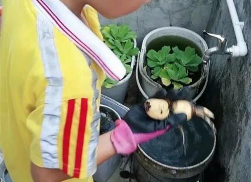  咬一口：水缸养荷花，捞出10斤大白藕，咬一口咔嚓脆！