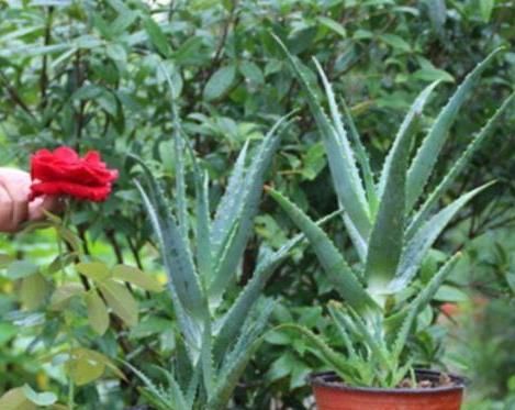  #金枝玉叶#老花匠在家这么做，10年芦荟成老桩，2年马齿觅养成’金枝玉叶’