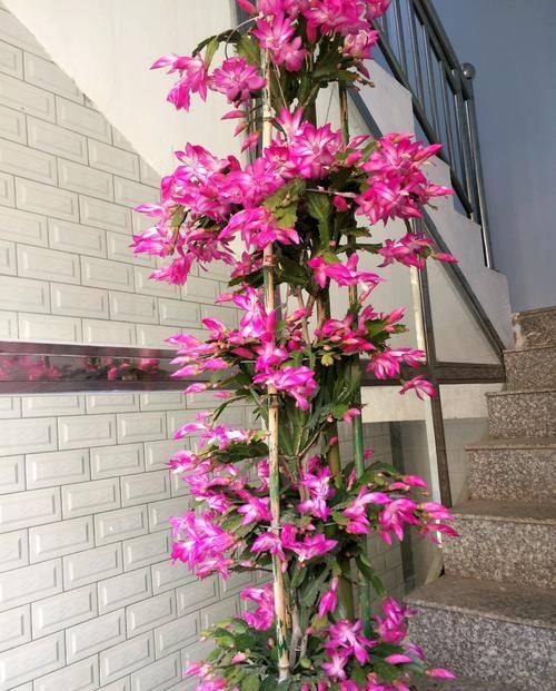  #叶仙#叶仙嫁接蟹爪兰总是失败？找准形成层，接对位置，开花爆盆成花塔