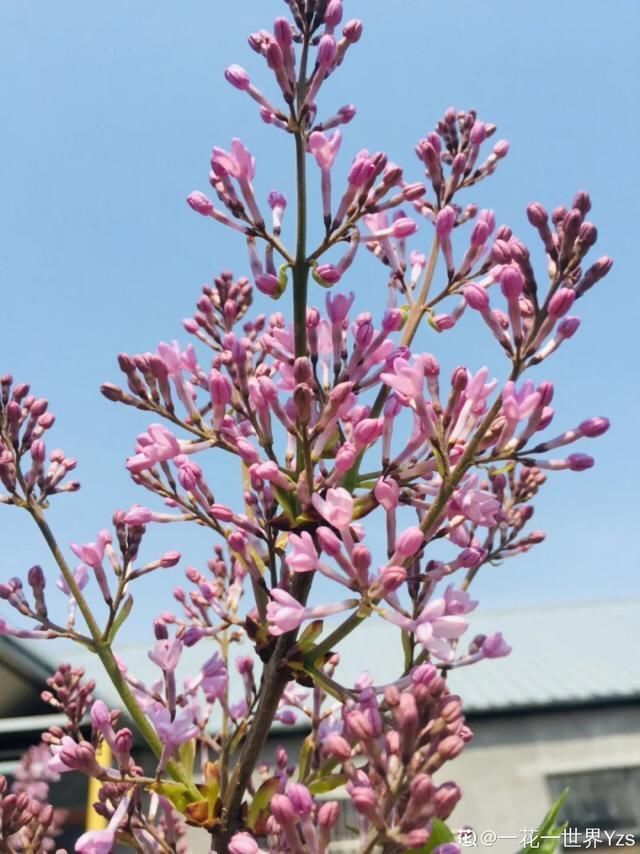  开出漂亮■阳春三月，出门踏青，原来有这么多漂亮花！