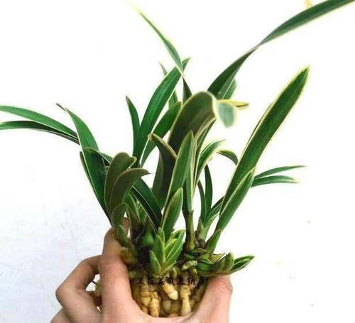  『优美』最具“帝王范”的黄金鹤艺兰花，出架漂亮，线条优美，花香浓郁