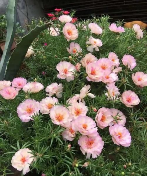  耐涝花@4种耐旱花，4种耐涝花，3种耐阴花，3种耐晒花，都是好养的懒人花