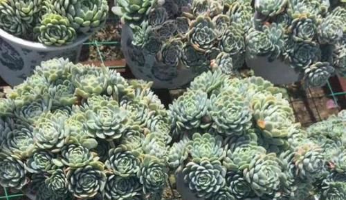 奇葩■多肉植物没'花香'?这4种是'奇葩',自带体香,养护简单