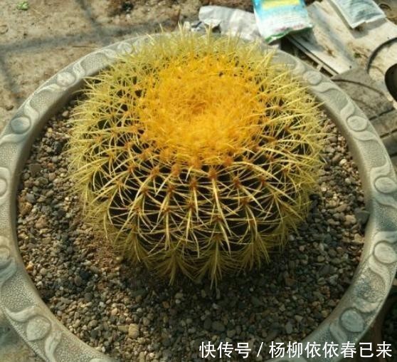  「小球」让金虎仙人球冒小球的“方法”，有2种，可以随意选择！