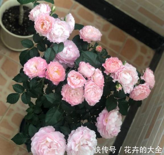 「浇水」新买的月季花带着黄泥土,到家做1步,叶片不发黄,后期更好养