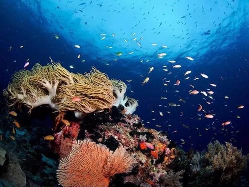 人生怎么也要看一次的长尾鲨!!