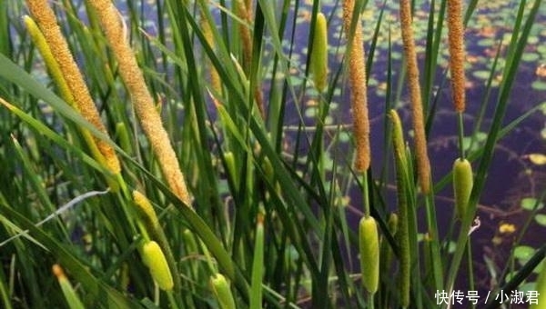  #肯定#这样的“香肠”你肯定知道, 过去都没人要, 现如今30元一