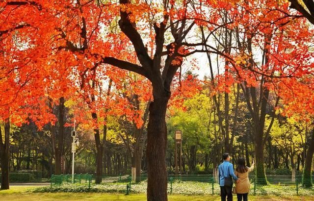 洛阳深秋有多美？隋唐秋色惹人醉，网红树下故事多